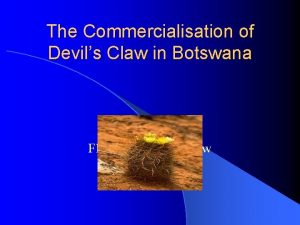 The Commercialisation of Devils Claw in Botswana Flowering