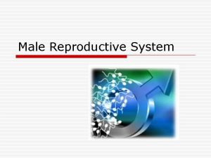 Male Reproductive System Adolescence o Puberty o Burst
