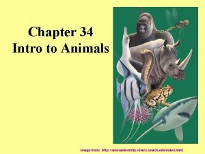 Chapter 34 Intro to Animals Image from http