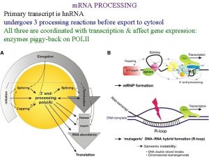 m RNA PROCESSING Primary transcript is hn RNA