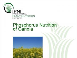 Phosphorus Nutrition of Canola Outline P Nutrition of