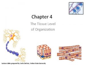 Chapter 4 The Tissue Level of Organization Lecture