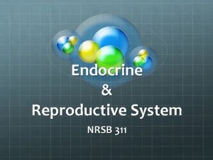 Endocrine Reproductive System NRSB 311 Review Anatomy and