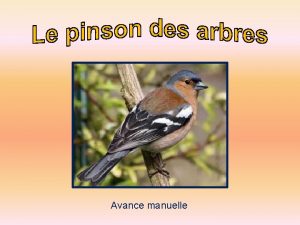 Avance manuelle Le pinson mle adulte a le