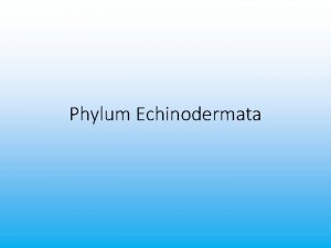 Phylum Echinodermata Phylum Echinodermata echino spiny dermata skin
