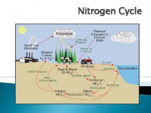 Nitrogen Cycle Nitrogen Notes Nitrogen N is an