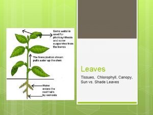 Leaves Tissues Chlorophyll Canopy Sun vs Shade Leaves