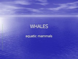 WHALES aquatic mammals Whales and dolphins are cetaceans