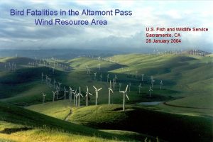 Bird Fatalities in the Altamont Pass Wind Resource