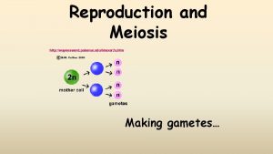 Reproduction and Meiosis http waynesword palomar edulmexer 2