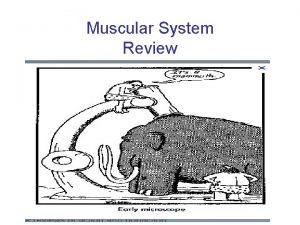 Muscular System Review Origin and Insertion Parts of