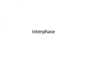 Interphase Prophase I Metaphase I Anaphase I Telophase