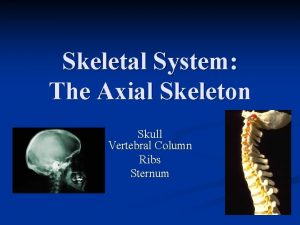 Skeletal System The Axial Skeleton Skull Vertebral Column