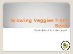 Growing Veggies from Seed Watch those little suckers