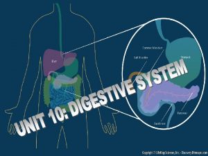 Intro The digestive system prepares food molecules for
