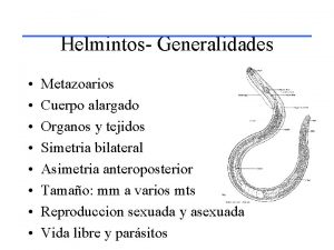 Helmintos Generalidades Metazoarios Cuerpo alargado Organos y tejidos