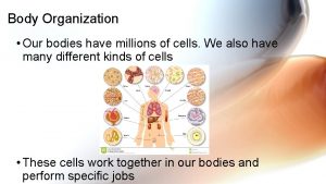 Body Organization Our bodies have millions of cells