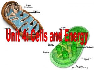 UNIT 4 Cells and Energy I Chemical Energy