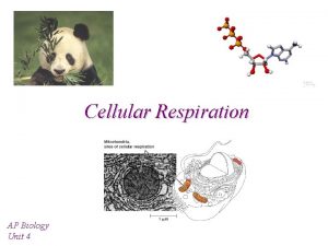 Cellular Respiration AP Biology Unit 4 Metabolic Pathways