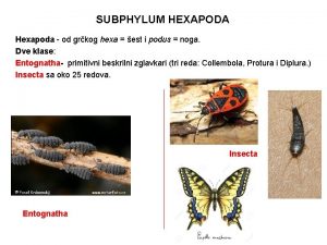 SUBPHYLUM HEXAPODA Hexapoda od grkog hexa est i