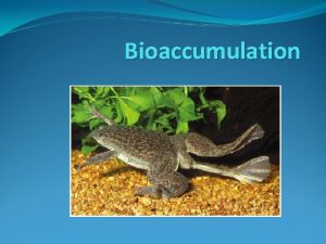 Bioaccumulation Chemical Pollutants Humans have been introducing synthetic