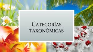 CATEGORAS TAXONMICAS Qu es taxonoma Ciencia que trata