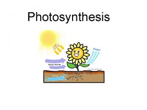 Photosynthesis What you know Photosynthesis is the process