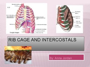 Google Images RIB CAGE AND INTERCOSTALS By Anna