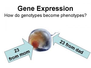 Gene Expression How do genotypes become phenotypes 23