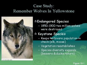 Case Study Remember Wolves In Yellowstone Endangered Species