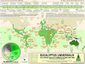 Especies principales de eucaliptos en el Conosur ha