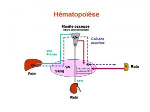 Hmatopose Moelle osseuse microenvironnement Cellules souches B 12