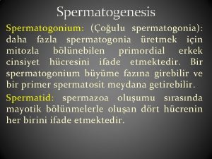 Spermatogenesis Spermatogonium oulu spermatogonia daha fazla spermatogonia retmek