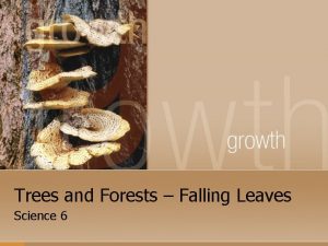 Trees and Forests Falling Leaves Science 6 Why