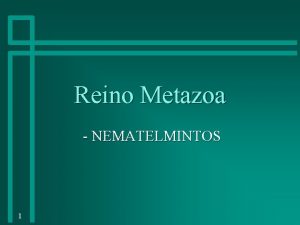 Reino Metazoa NEMATELMINTOS 1 Nematelmintos Asquelmintos n nematos