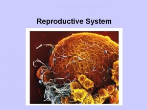 Reproductive System Gonads general term referring to the