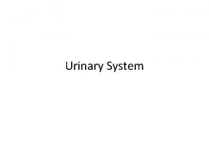 Urinary System I Functions of the Urinary System
