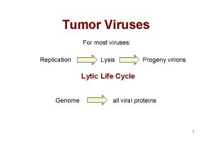 Tumor Viruses For most viruses Replication Lysis Progeny