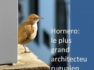 Hornero le plus grand architecteu Horneros urbanos En