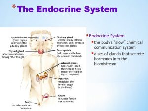 The Endocrine System the bodys slow chemical communication