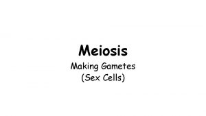 Meiosis Making Gametes Sex Cells Review Asexual Reproduction