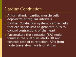 Cardiac Conduction Autorhythmic cardiac muscle cells depolarize at