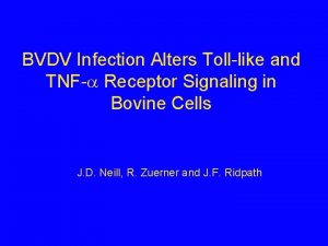BVDV Infection Alters Tolllike and TNF Receptor Signaling