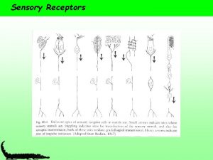 Sensory Receptors Sensory Receptors Range from simple neurons