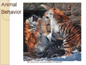 Animal Behavior http www flickr comphotosfpat3375999258 Kinesis versus