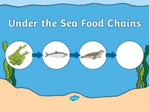 Aim I can describe food chains to show