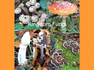 Kingdom Fungi Characteristics Eukaryotic Heterotrophic Digest food outside