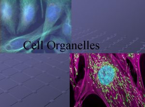 Cell Organelles Cell Organelles little organs Different cells