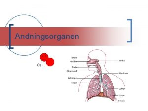 Andningsorganen O 2 Varfr mste vi andas Dina