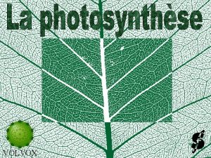 VOLVOX Historique de la photosynthse nom date exprience